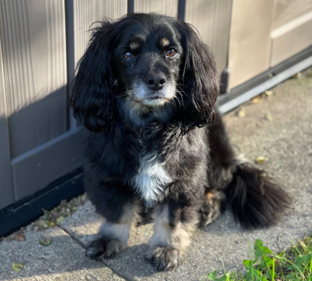 Photo of Gus, a senior dog.