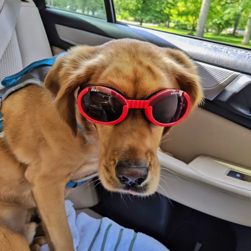 Mickey, a rescue dog, wearing his Doggles.