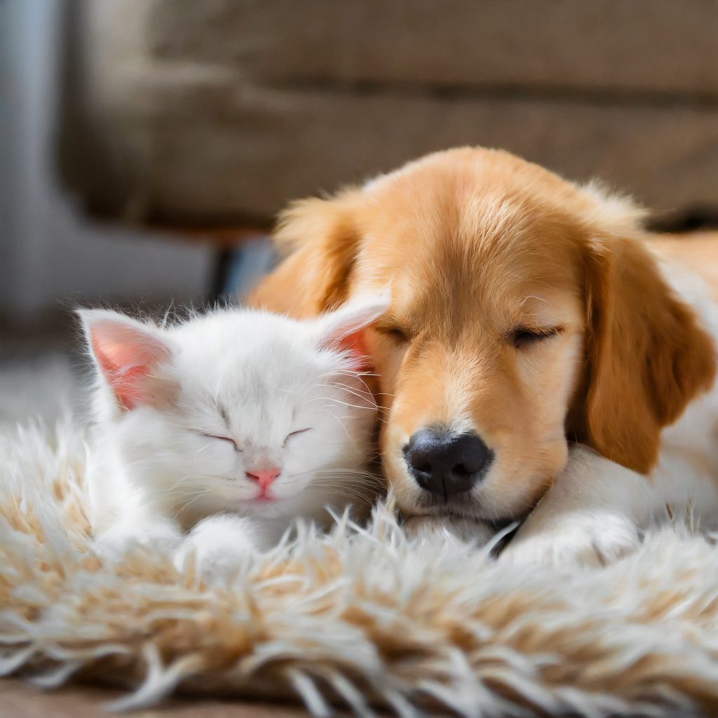 A sleeping puppy and kitten dreaming of the help available from Pet Care Insiders.
