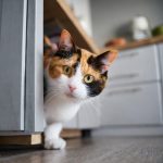 A Calico peering out of a cabinet to see if it's safe.