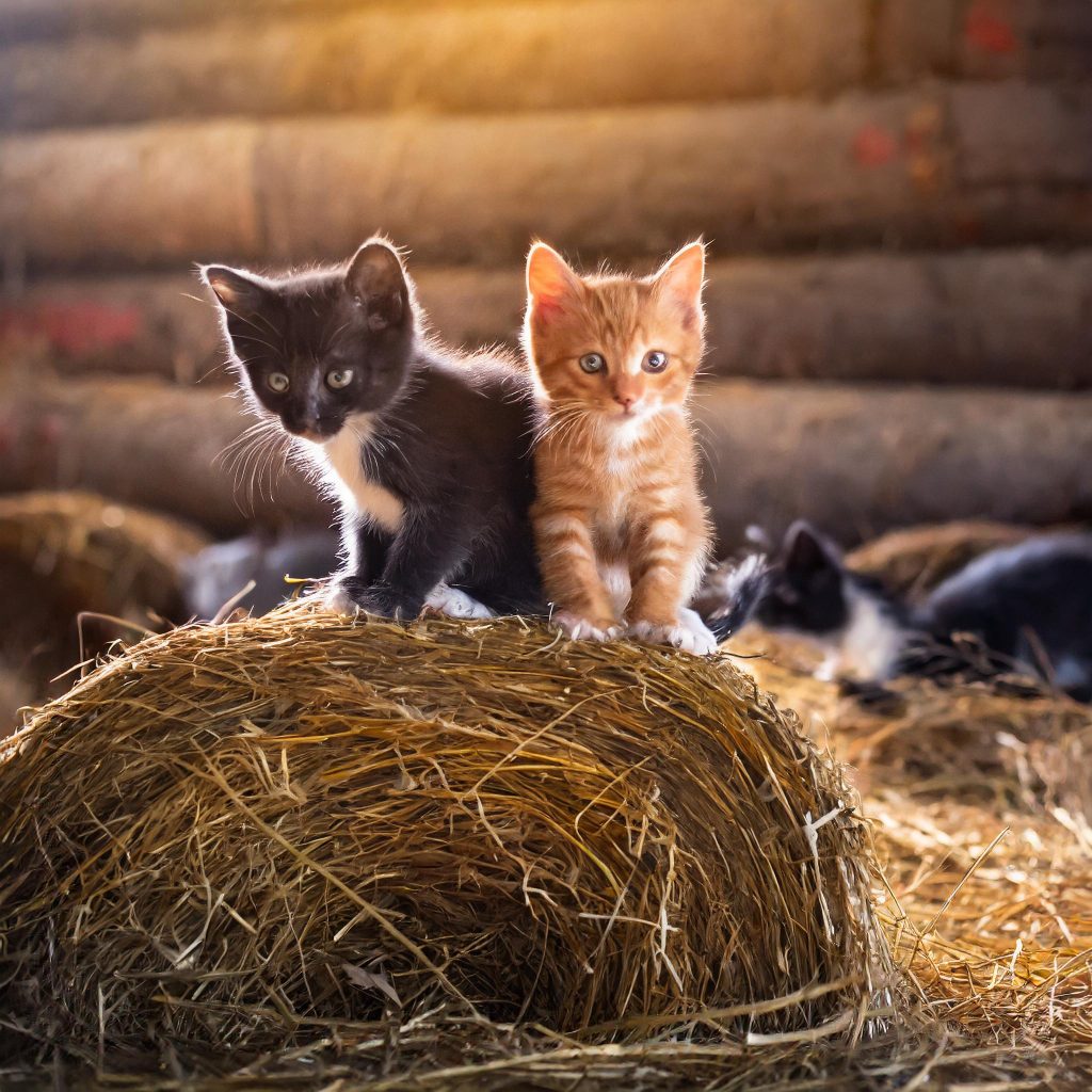 Feral kittens in a barn.