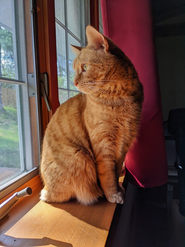 Sunny the cat on a windowsill
