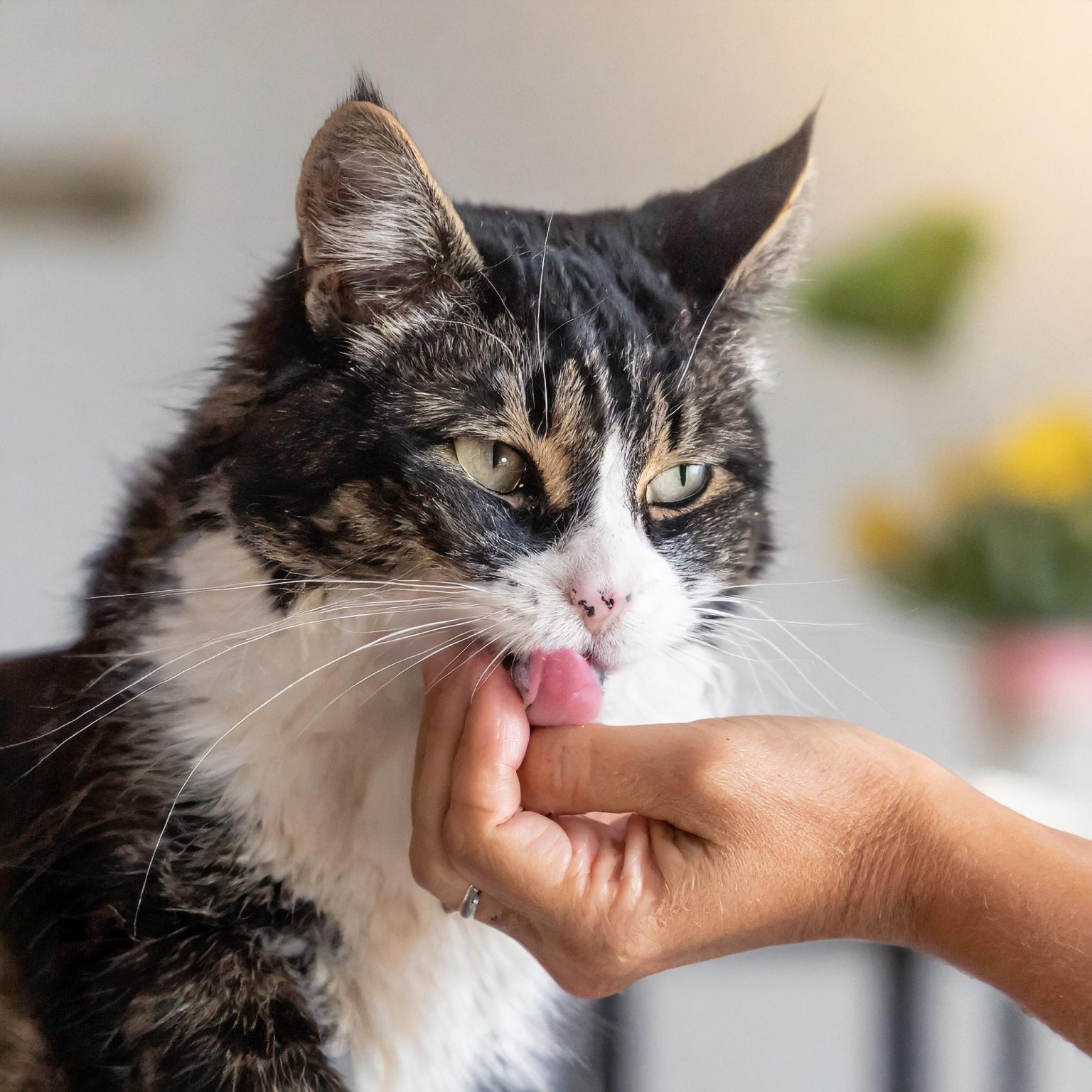 why-do-cats-lick-and-bite-their-owners