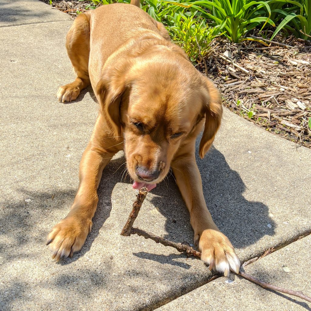 Mickey the dog playing with a stick