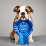 bulldog breed show dog wearing a blue ribbon to illustrate IRS Hobby Loss Rules